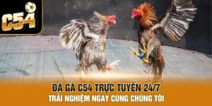 Đá gà C54 trực tuyến 24/7 trải nghiệm ngay cùng chúng tôi