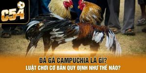 Đá Gà Campuchia C54 – Trải nghiệm cá cược đá gà siêu mới mẻ