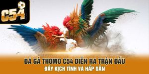 Đá Gà Thomo C54 diễn ra trận đấu đầy kịch tính và hấp dẫn