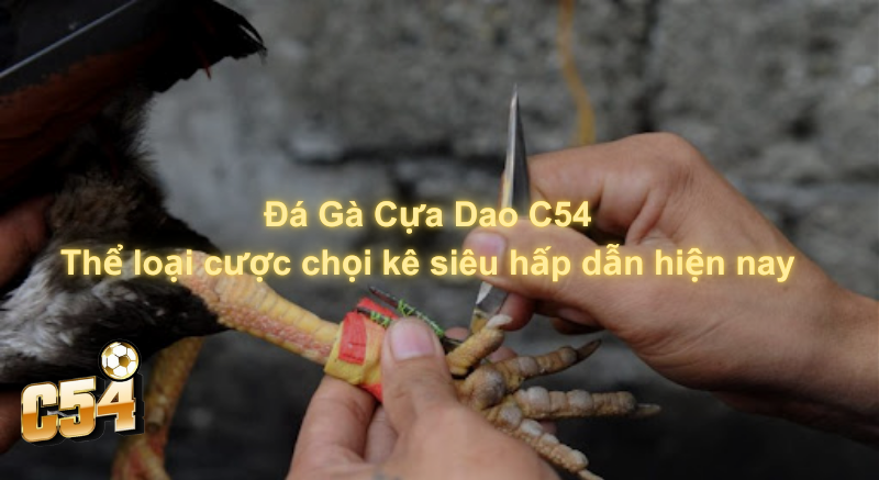 Đá gà cựa dao C54- Thể loại cược chọi kê siêu hấp dẫn hiện nay